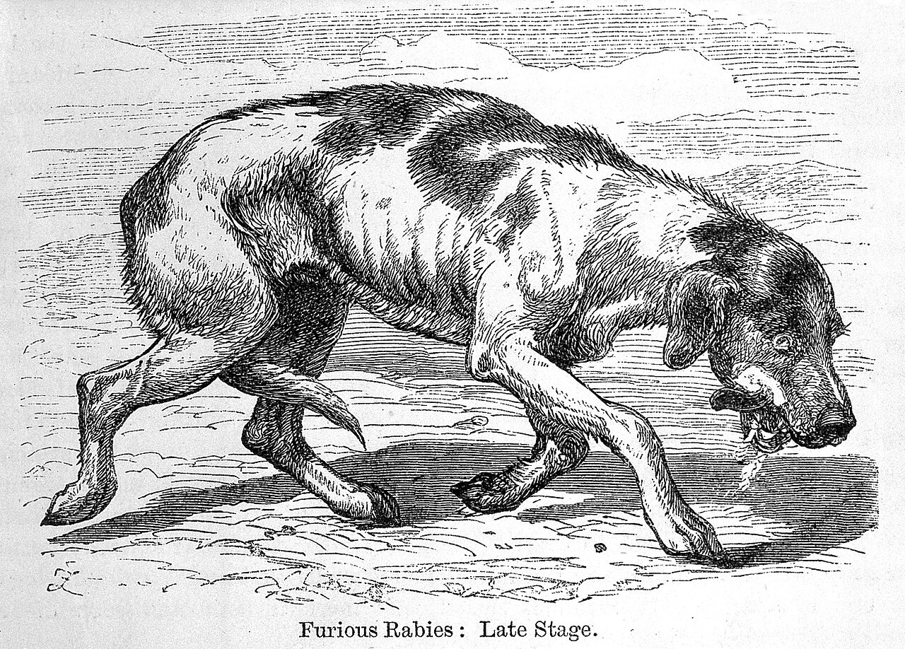 Rabies